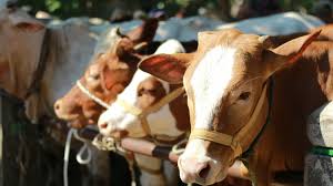 Qurban Tahunn 2026